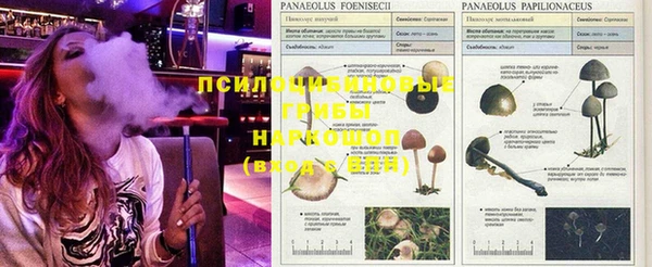 шишки Алексин